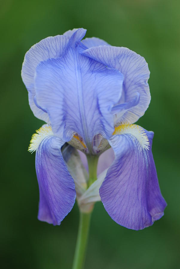 Blue German Iris Photograph by Amy Porter - Fine Art America