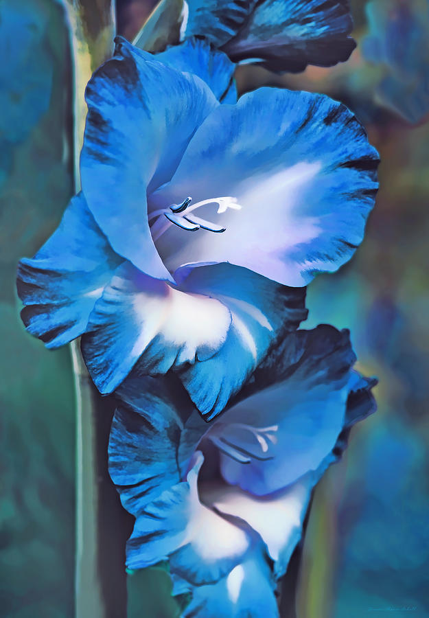 Blue Gladiola Flowers Photograph by Jennie Marie Schell