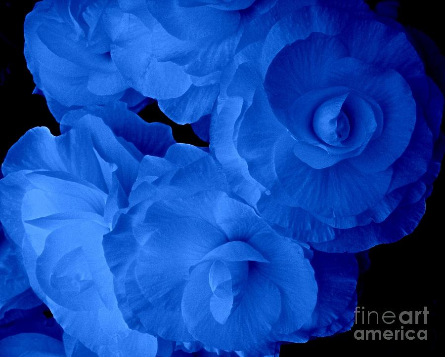 Blue Glow Begonias Photograph by Joan-Violet Stretch