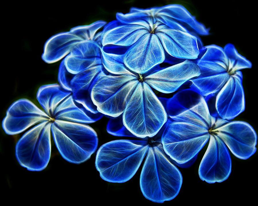Blue Glow Photograph by Judy Vincent
