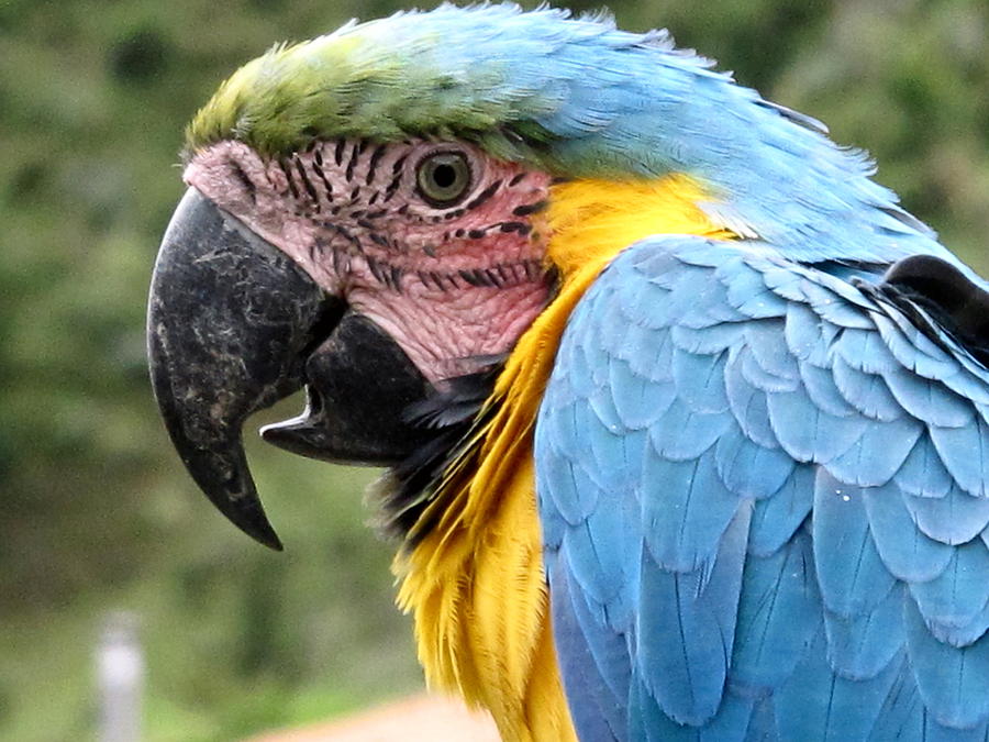 Blue And Gold Macaw Photograph By Jill Black   Blue Gold Mccaw Jill Black 