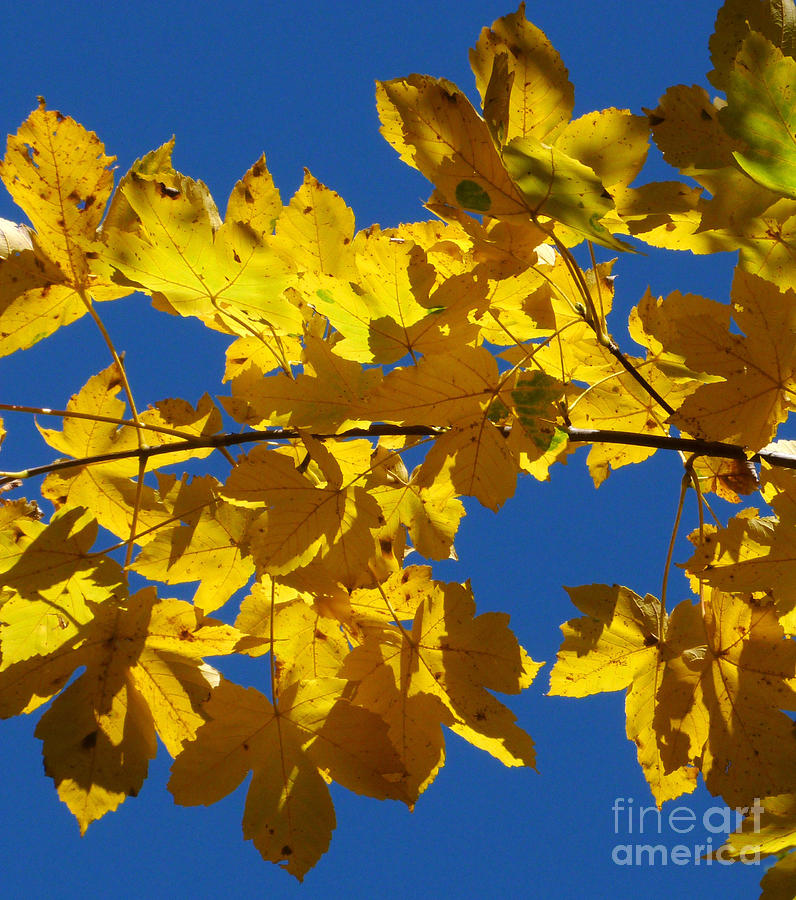 Blue Sky - Gold Leaves Photograph by Phil Banks