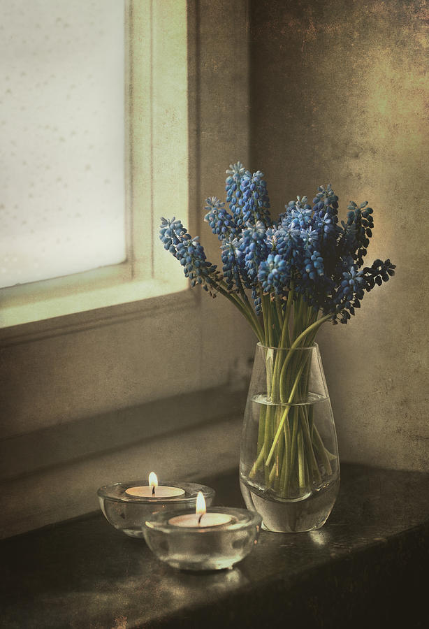 Blue grape hyacinth flowers and lit candles at the window Photograph by Jaroslaw Blaminsky