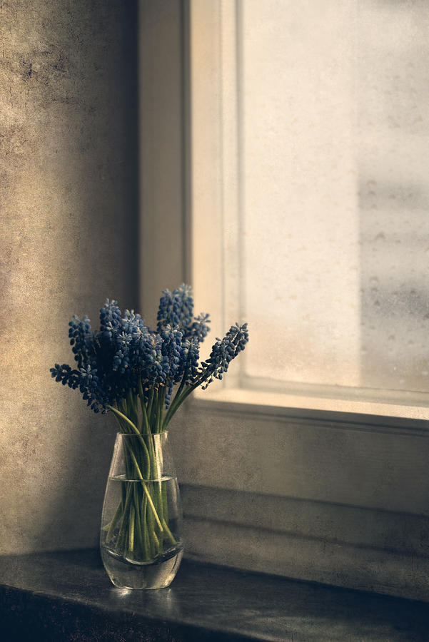 Blue grape hyacinth flowers at the window Photograph by Jaroslaw Blaminsky