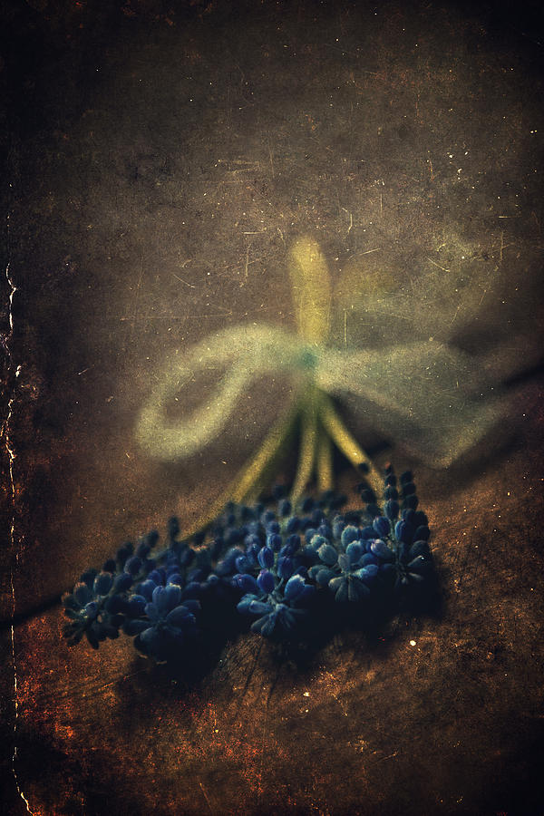 Flower Photograph - Blue grape hyacinth flowers on the dark brown surface by Jaroslaw Blaminsky