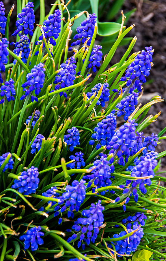 Blue Grape Hyacinth Photograph