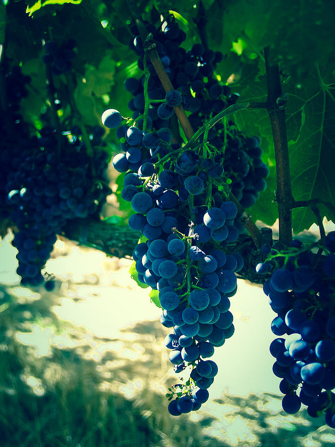 Grape Photograph - Blue Grapes by Alberto Lama
