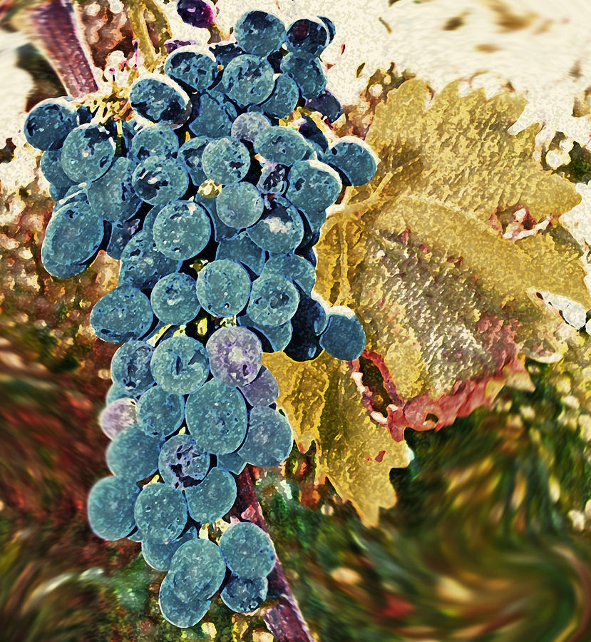 Grape Photograph - Blue grapes by Betty Boop