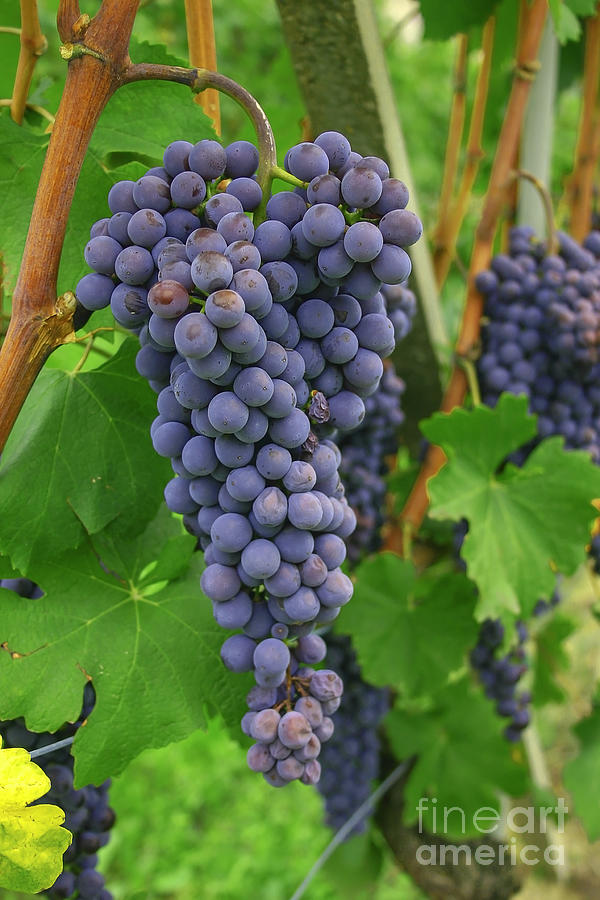 Blue Grapes For Wine Photograph by Patricia Hofmeester