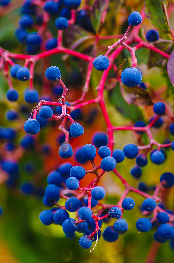 Blue grapes  Photograph by Gerald Kloss