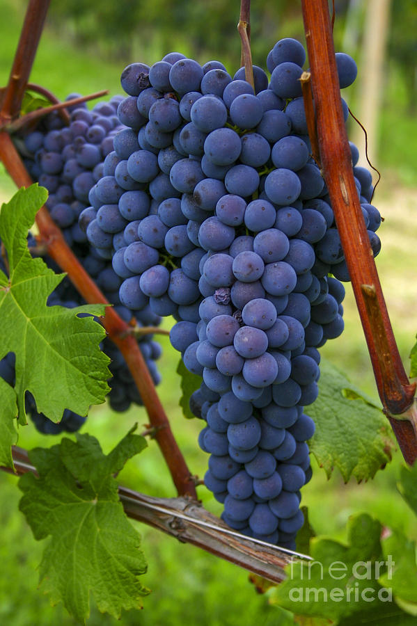 Blue grapes Photograph by Patricia Hofmeester