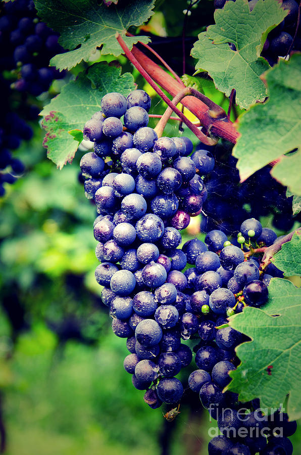 Blue grapes Photograph by Perry Van Munster