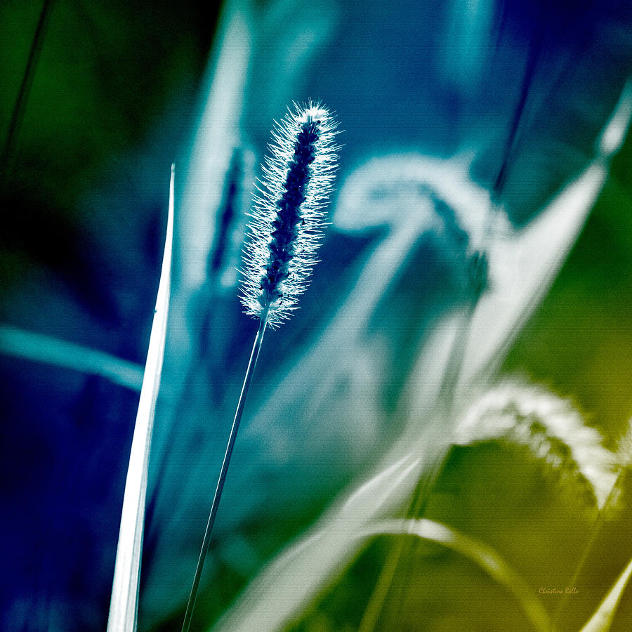Blue Grass Abstract Photograph by Christina Rollo