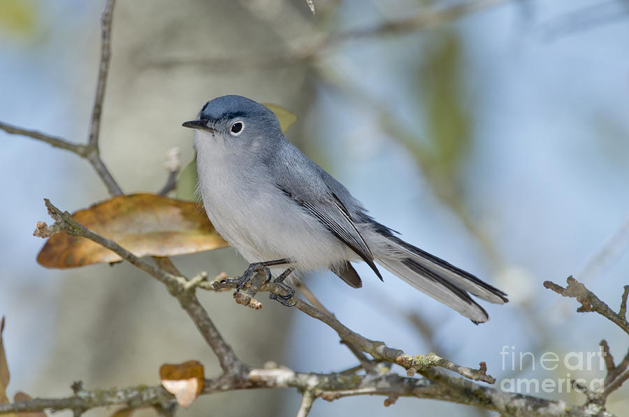 Blue-gray Gnatcatcher Photograph by Anthony Mercieca