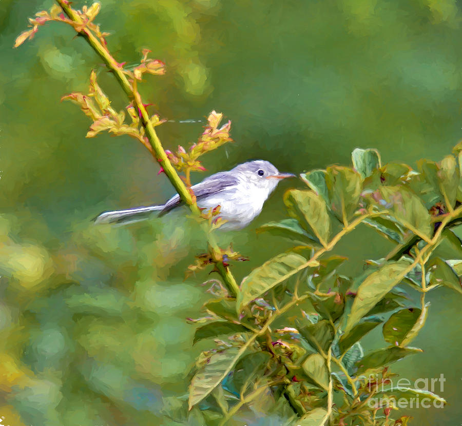 Blue-gray Gnatcatcher - Bird Art Photograph by Kerri Farley