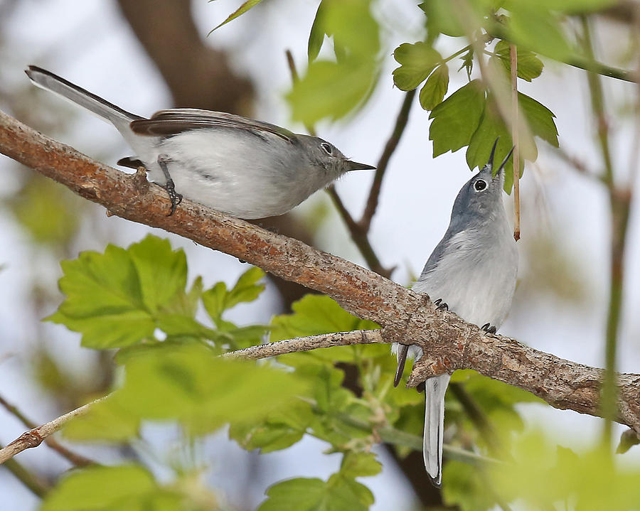 Bird Photograph - Blue-gray Gnatcatcher by Mike Dickie