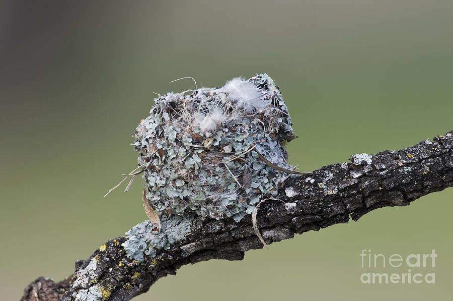 Blue-gray gnatcatcher building nest