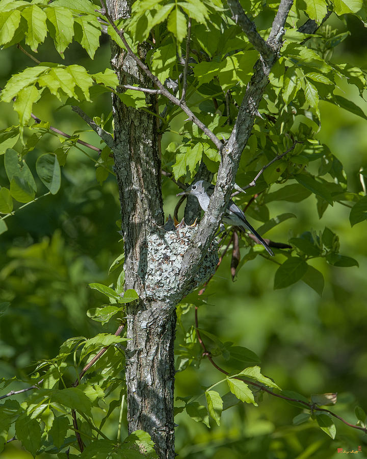 Blue-gray Gnatcatcher Nest Dsb237 Photograph