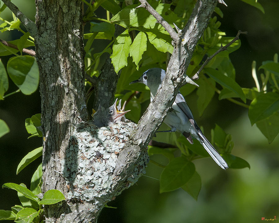Blue-gray Gnatcatcher Nest DSB240 Photograph by Gerry Gantt
