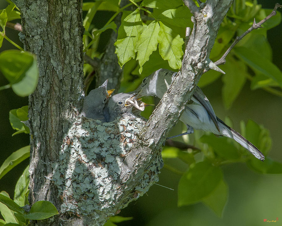 Blue-gray Gnatcatcher Nest DSB250 Photograph by Gerry Gantt
