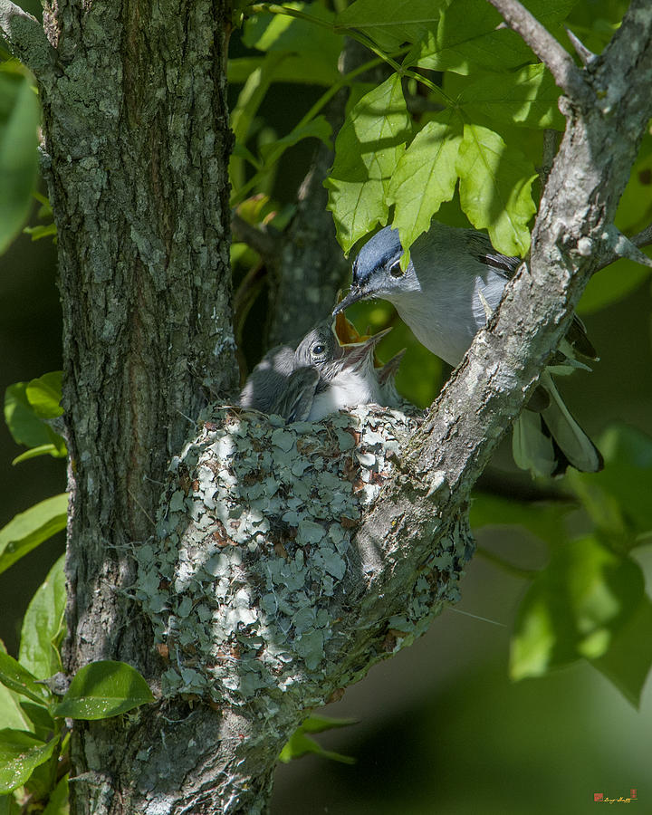 Blue-gray Gnatcatcher Nest DSB251 Photograph by Gerry Gantt