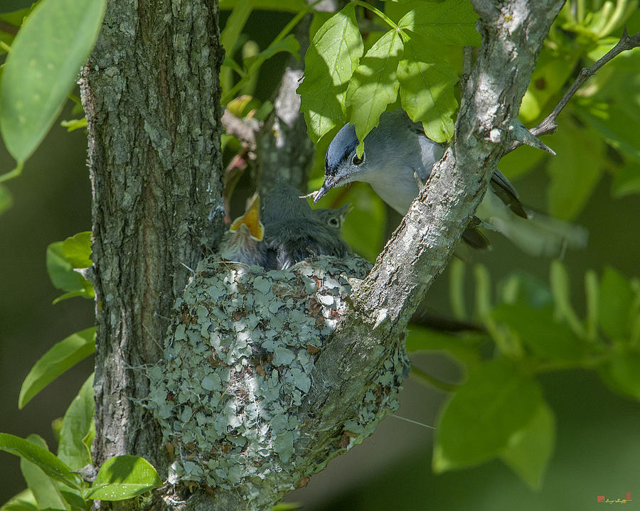 Blue-gray Gnatcatcher Nest DSB261 Photograph by Gerry Gantt