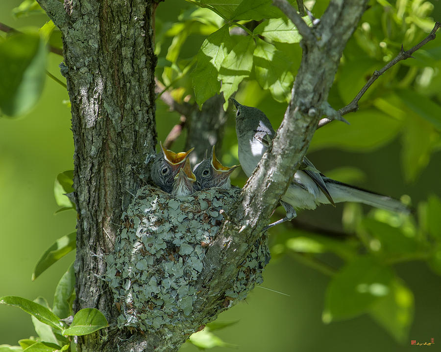 Blue-gray Gnatcatcher Nest Everybody is Hungry DSB245 Photograph by Gerry Gantt