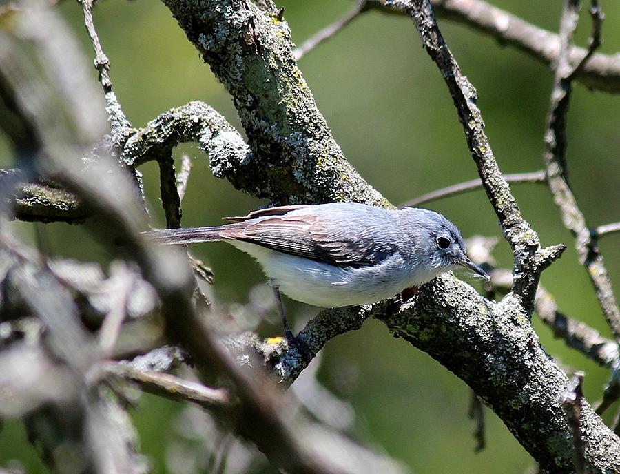 Blue Gray Gnatcatcher Photograph by Rosanne Jordan - Fine Art America