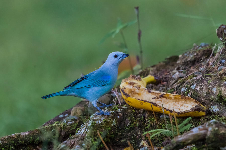 Bird Photograph - Blue Gray Tanager 9116c by Craig Lapsley