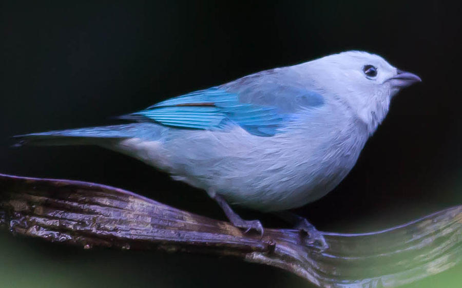 Blue-Gray Tanager Photograph by Natural Focal Point Photography
