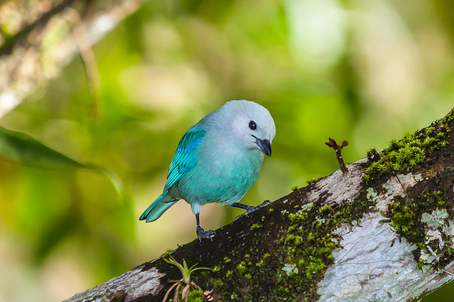 Bird Photograph - Blue Gray Tanager On A Branch by Craig Lapsley