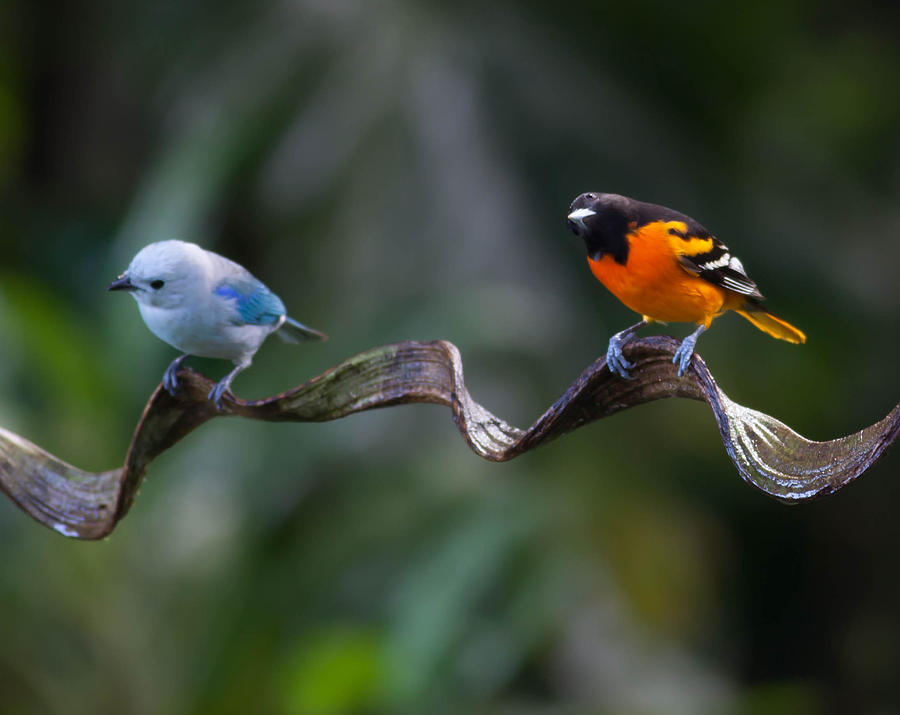 Blue-Gray Tanager with Baltimore Oriole Photograph by Natural Focal Point Photography