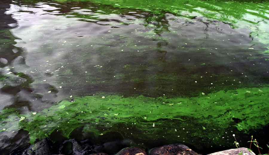 Blue-green Algae Collecting Photograph by Mary Beth Angelo - Fine Art ...