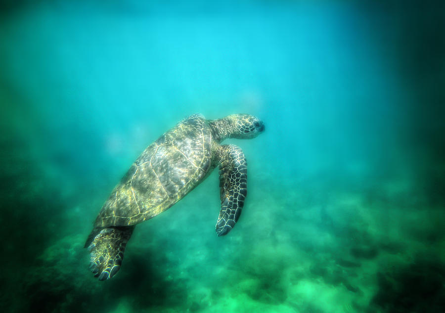 Blue Green And Sea Turtle Photograph