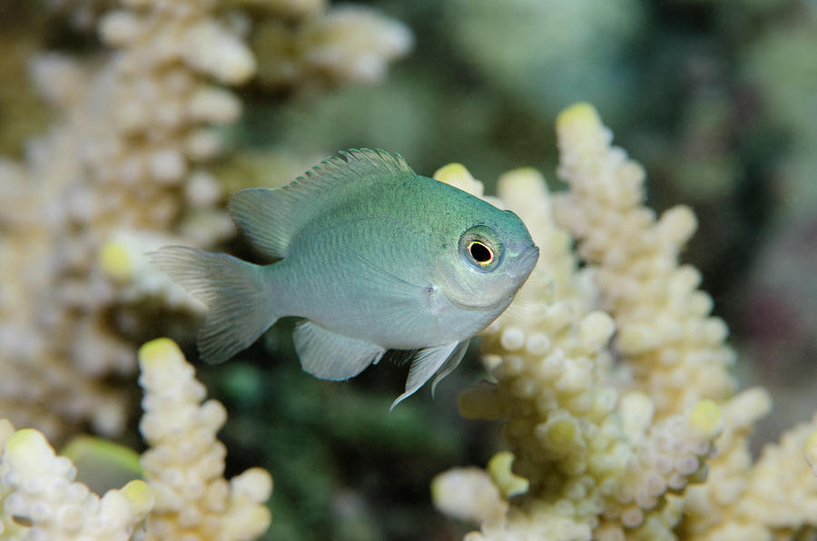 Blue-green Chromis (chromis Viridis Photograph by Pete Oxford