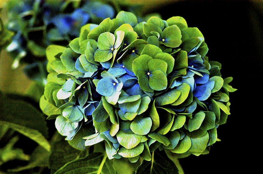 Blue Green Hydrangea Photograph by Lehua Pekelo-Stearns