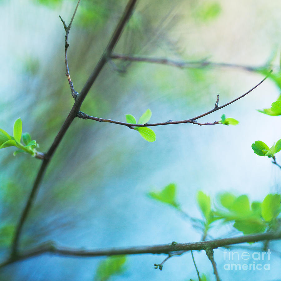 Blue Green Leaves Photograph by Andrea Gingerich - Fine Art America