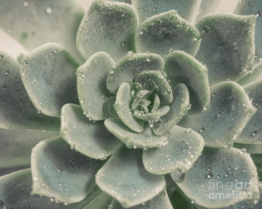 Succulent Photograph - Blue Green Succulent 2 by Lucid Mood