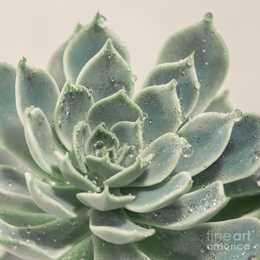 Succulent Photograph - Blue Green Succulent by Lucid Mood