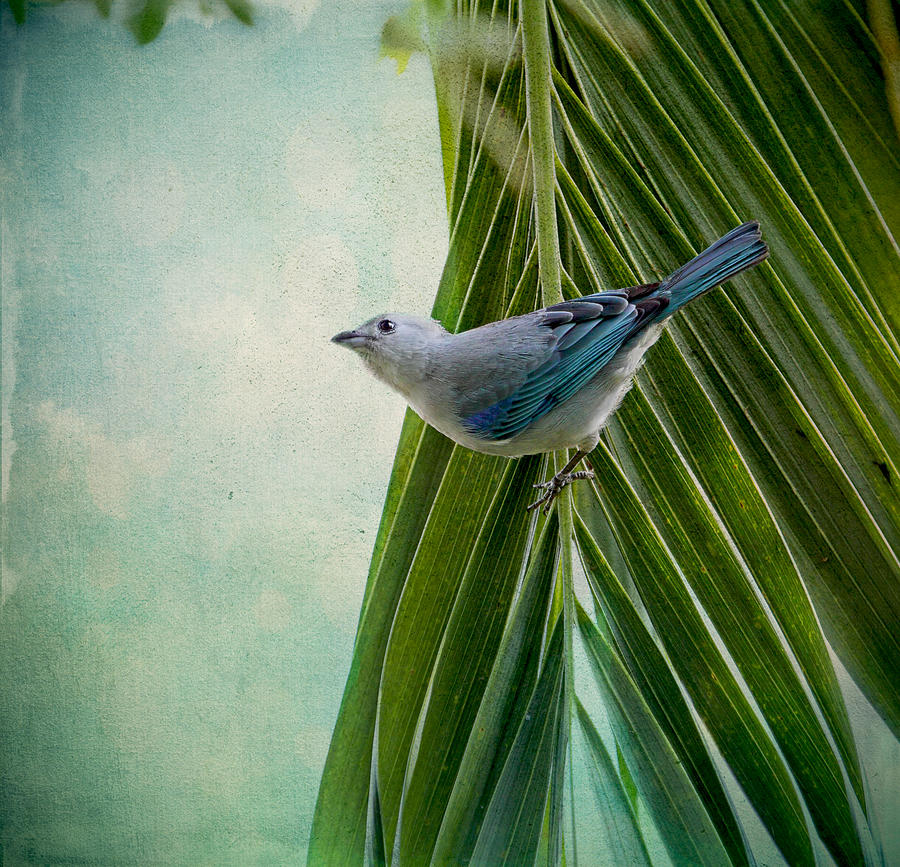Blue Grey Tanager on a Palm Tree Photograph by Peggy Collins