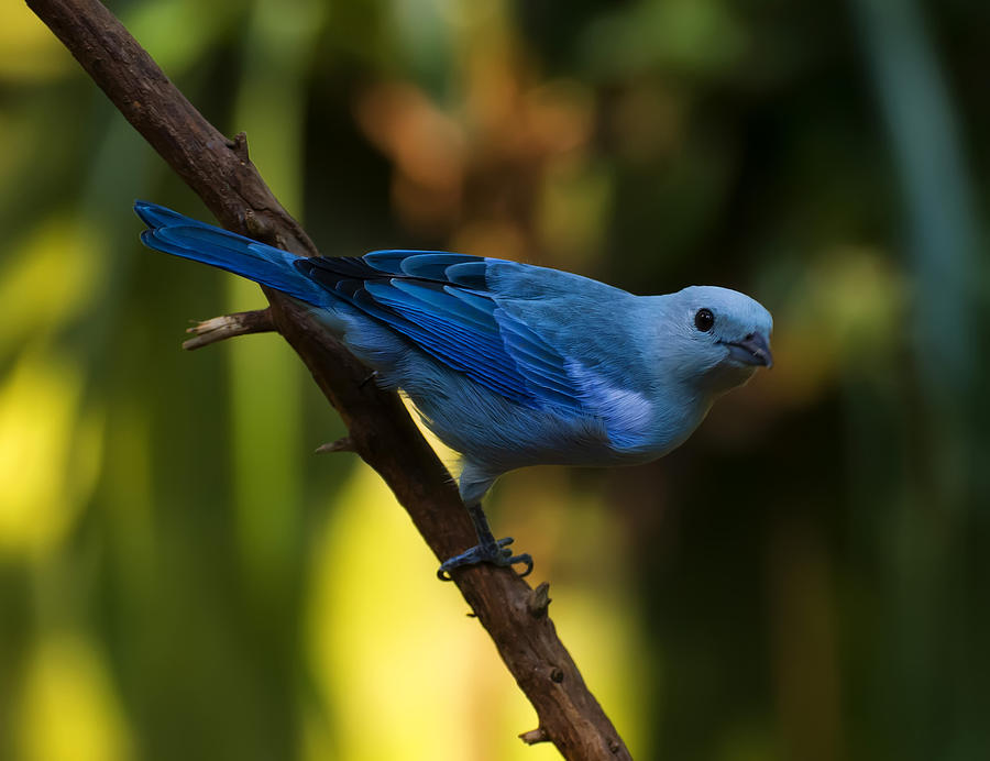 Blue Grey Tanager Photograph by Flees Photos