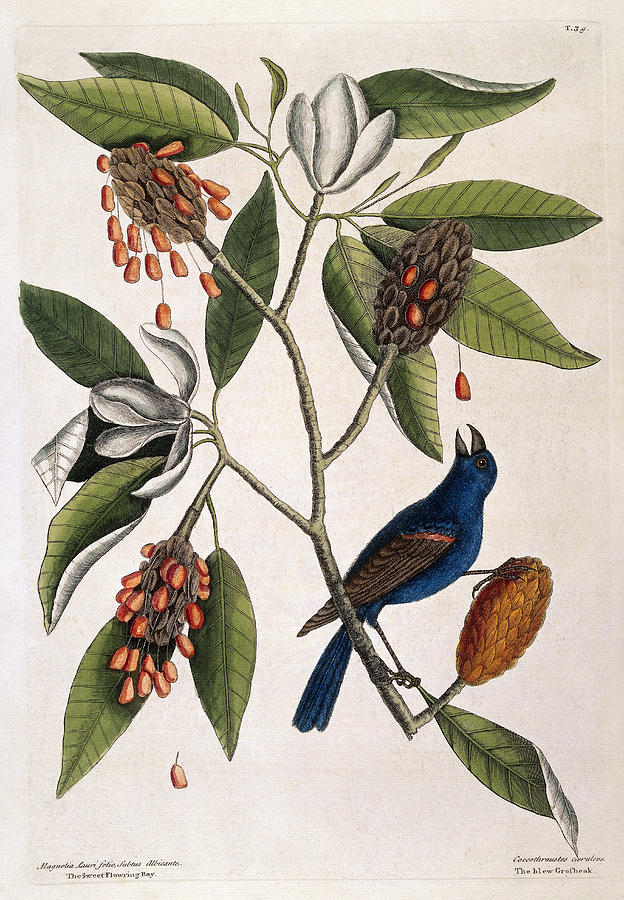 Blue Grosbeak And Sweet Flowering Bay Photograph by Wellcome Images