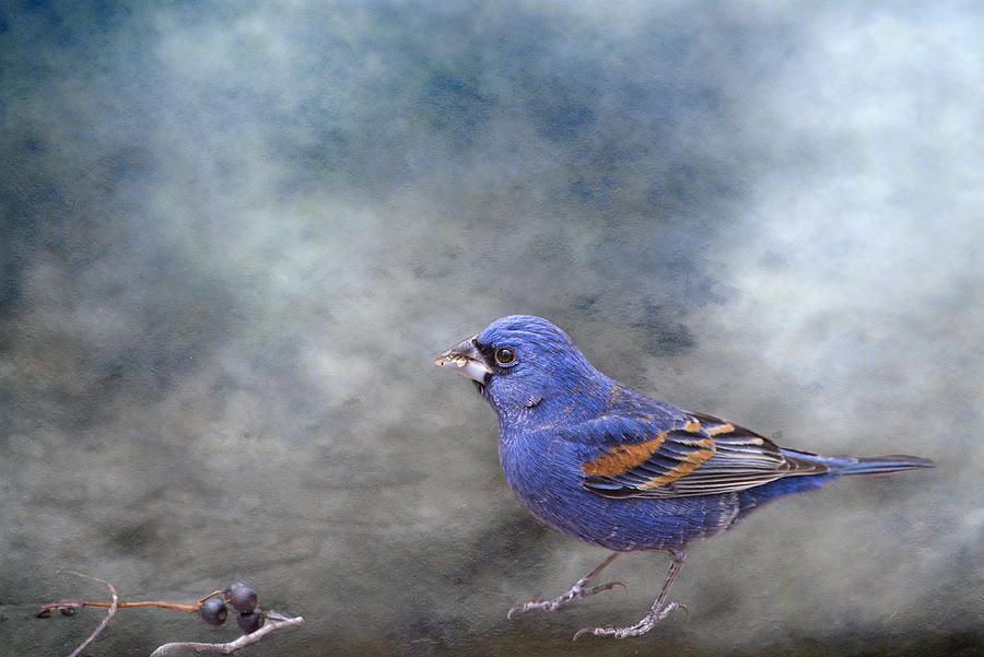 Blue Grosbeak with Berries Photograph by Bonnie Barry