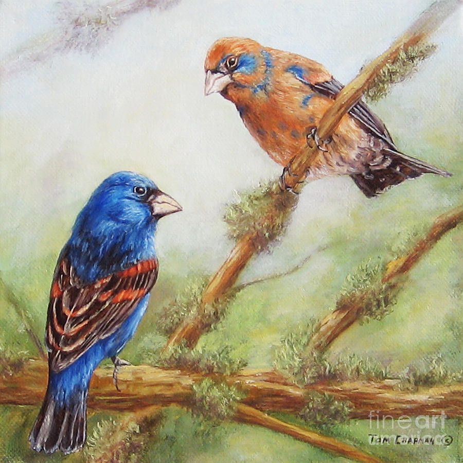 Blue Grosbeaks Painting by Tom Chapman - Fine Art America