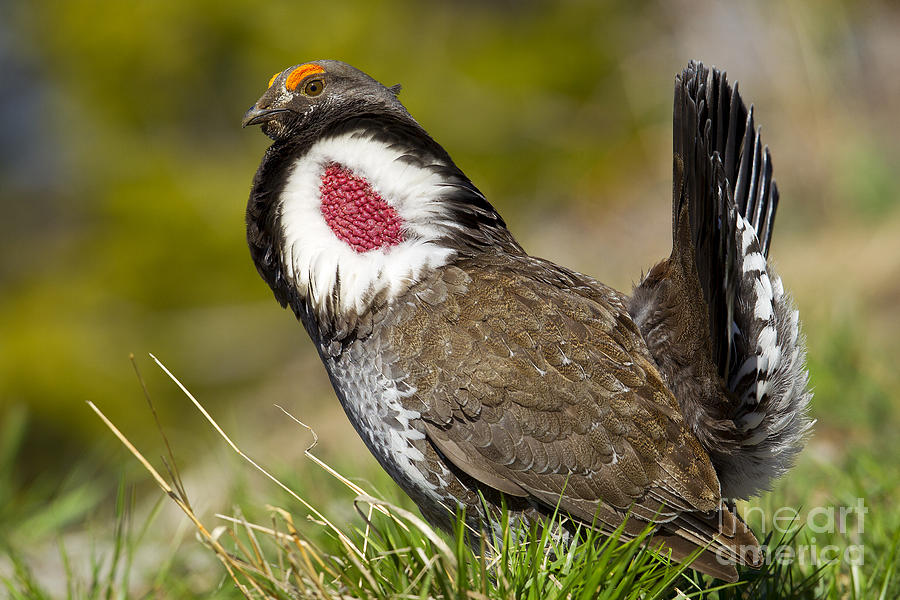 Dusky Grouse Photograph by Aaron Whittemore