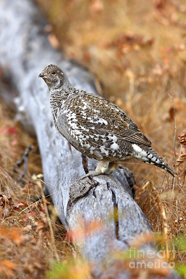 Blue Grouse Hen Photograph by Bill Singleton