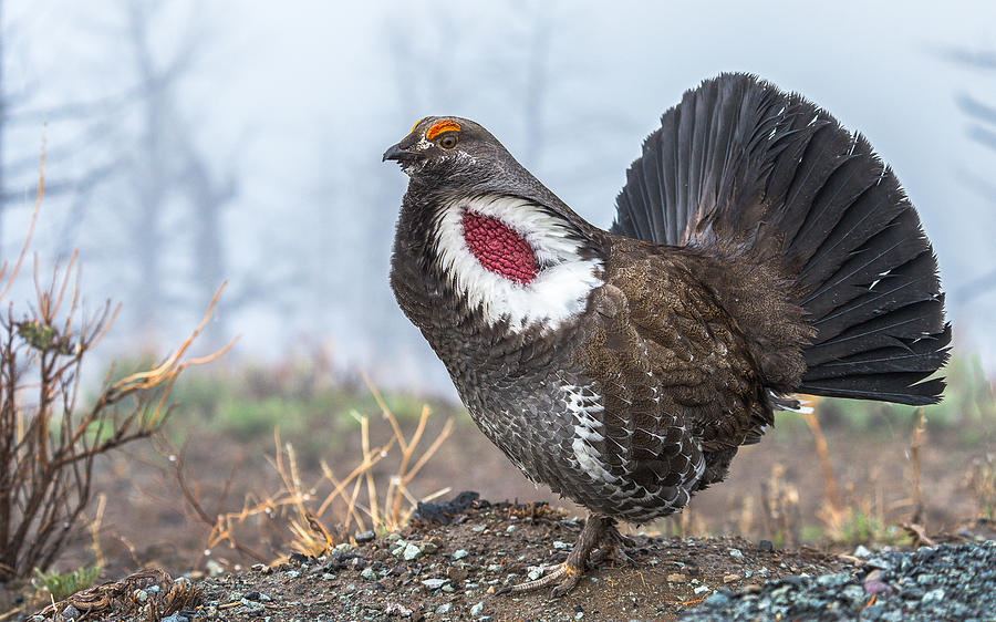Blue Grouse Photograph by Yeates Photography