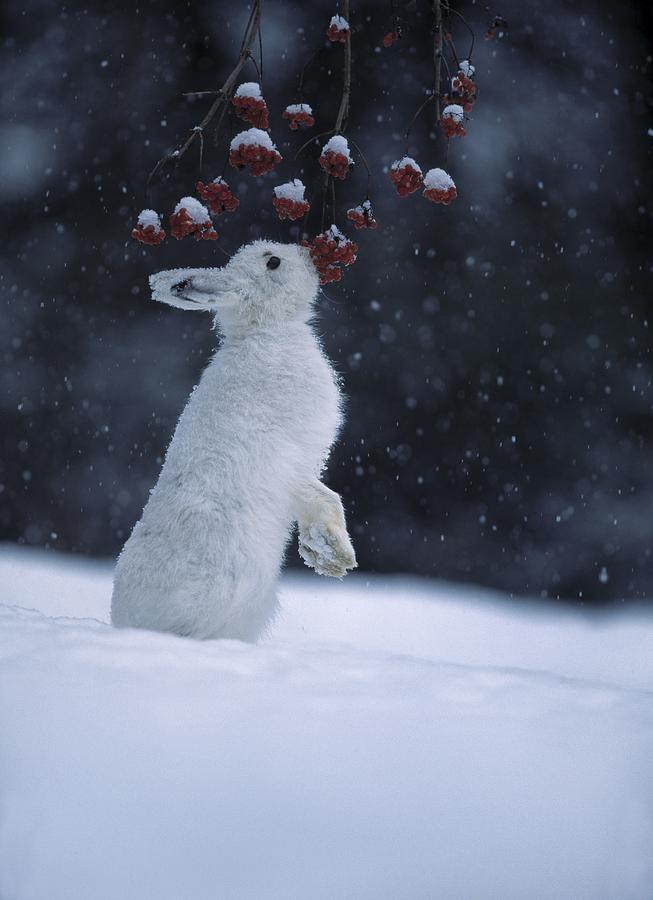 Blue Hare Eating Berries Photograph by Manfred Danegger