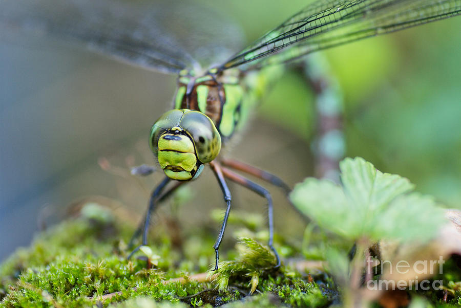 Blue Hawker Dragonfly Photograph by Martin Capek