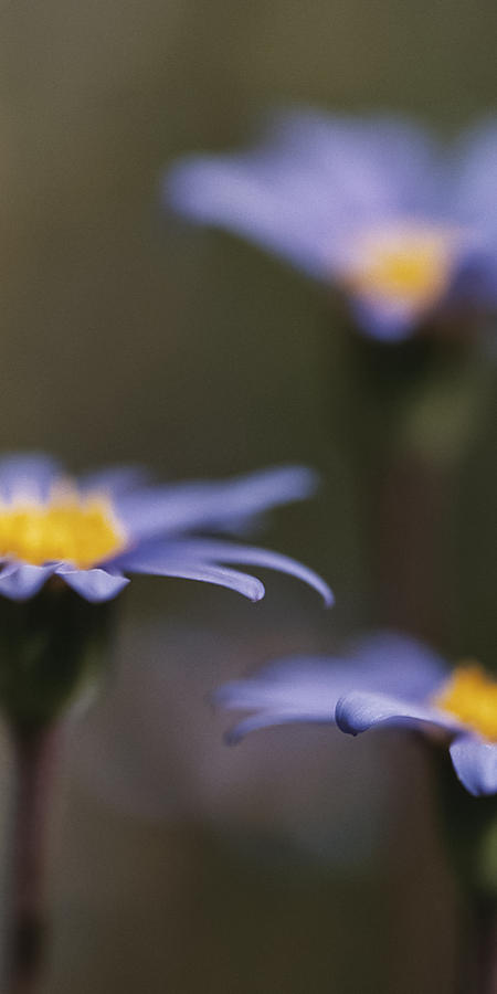 Flower Photograph - Blue Haze II by Caitlyn  Grasso